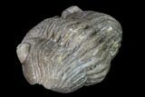 Wide Eldredgeops Trilobite - Silica Shale #137262-4